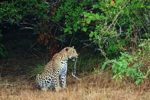 Leopard & Elephant Safaris