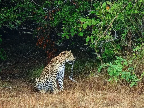 Leopard & Elephant Safaris