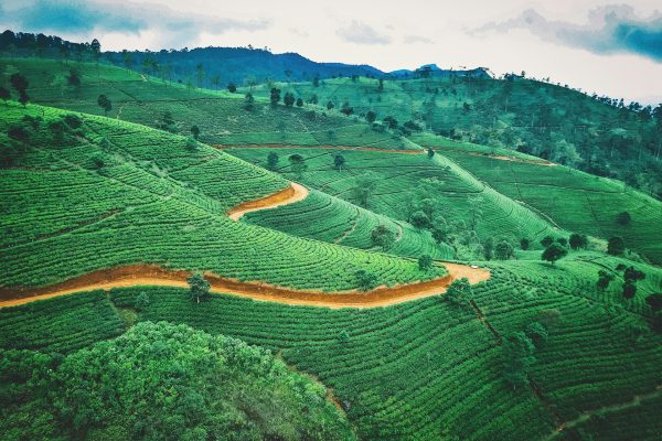 Tea Trails & Trek