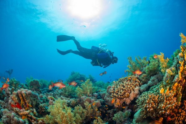 Snorkel & Dive