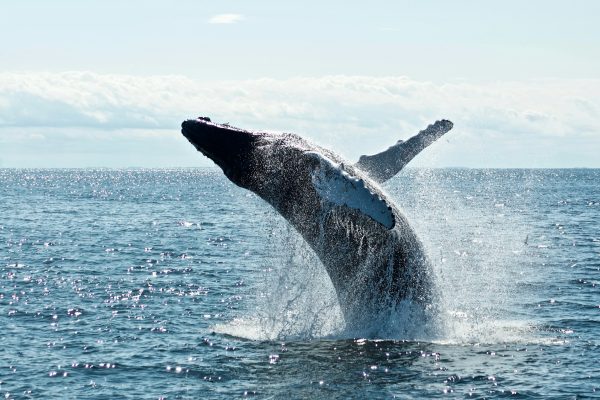 Ocean Big-Blue Combos